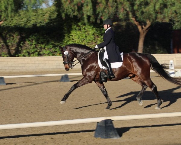 dressage horse Carlos Ramirez (Hanoverian, 2007, from Cardenio)