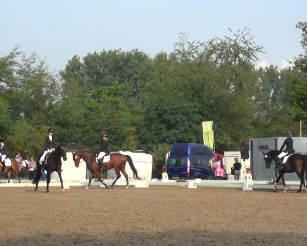 Reitturnier Düren - An der Kuhbrücke 2017