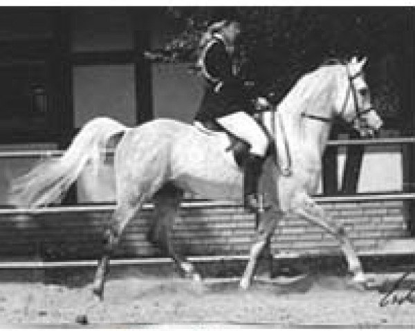 Deckhengst El Thay Masoud ox (Vollblutaraber, 1981, von Ibrahim 1973 ox) Deckhengst El Thay Masoud ox (Vollblutaraber, 1981, von Ibrahim 1973 ox)