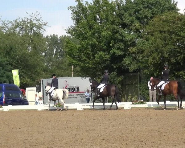 Reitturnier Düren - An der Kuhbrücke 2017