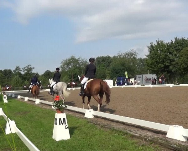 Reitturnier Düren - An der Kuhbrücke 2017