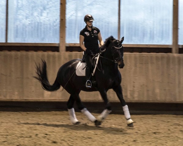 dressage horse Harrisson 2 (Westphalian, 2007, from Hotline) dressage horse Harrisson 2 (Westphalian, 2007, from Hotline)