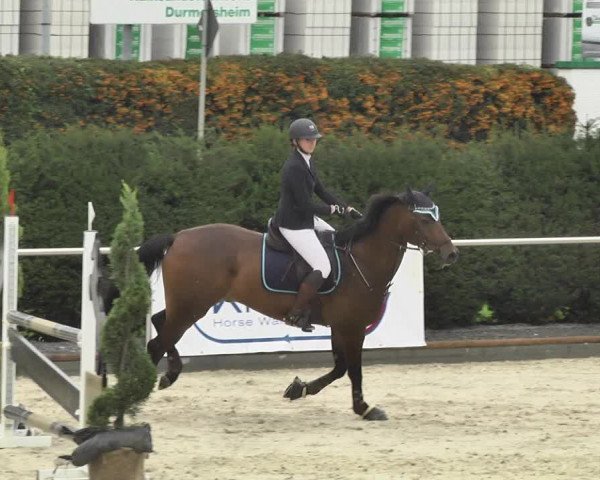 Reitturnier Durmersheim-Hardt 2017