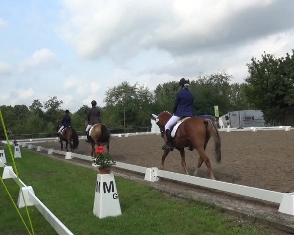 Reitturnier Düren - An der Kuhbrücke 2017