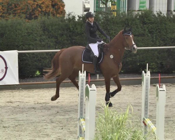 Reitturnier Durmersheim-Hardt 2017