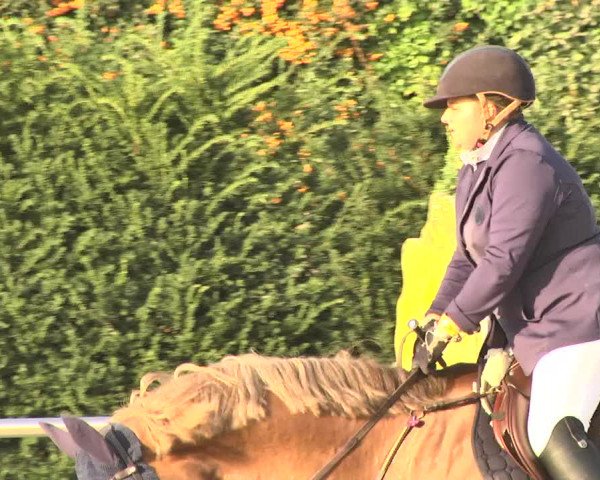 Reitturnier Durmersheim-Hardt 2017