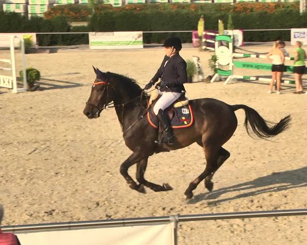 Reitturnier Durmersheim-Hardt 2017