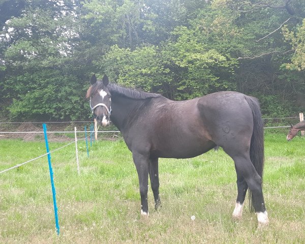horse Bella 1131 (Holsteiner, 2009, from Carentan)