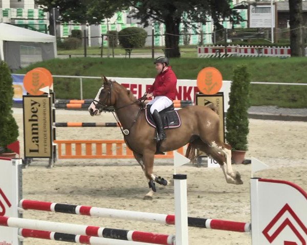Reitturnier Durmersheim-Hardt 2017