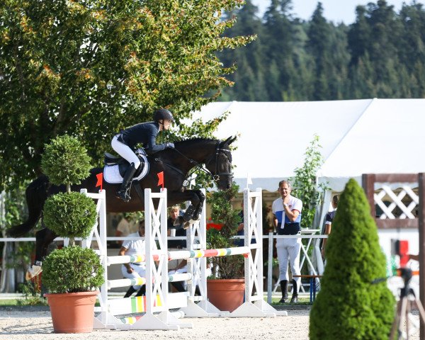 Springpferd Gio Pé (Hannoveraner, 2013, von Gem of India)