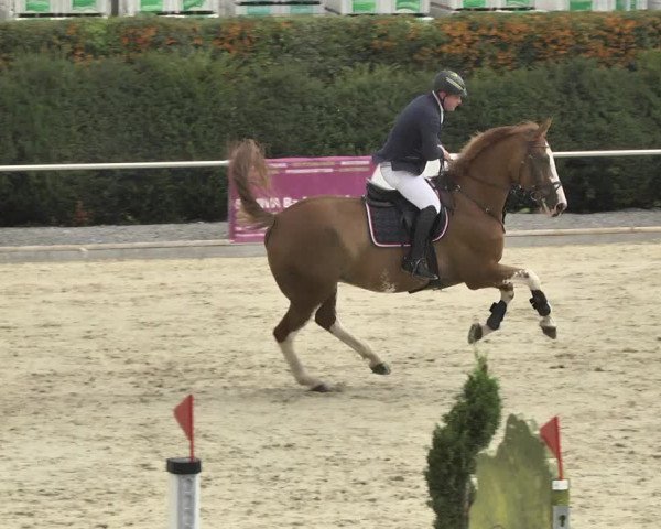 Reitturnier Durmersheim-Hardt 2017