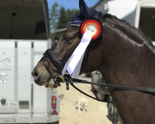 dressage horse Cincinnati Kid 6 (German Riding Pony, 2013, from Cassini)