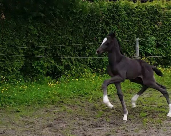horse Dr. Dre (Oldenburg, 2015, from Dante Weltino Old)
