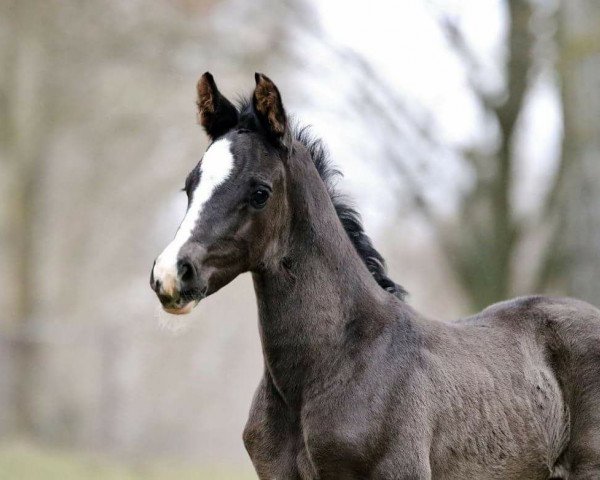 horse Deichkind (Oldenburg, 2017, from De Niro Gold 3)