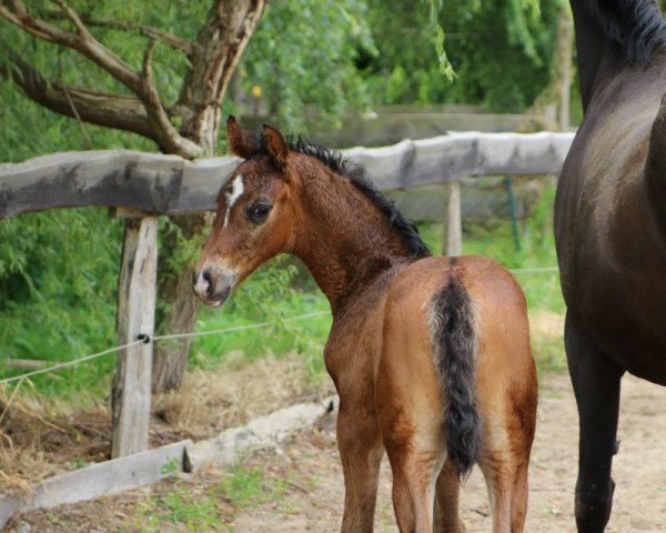 horse For Romance x Wind Dancer (Oldenburg, 2014, from For Romance I)