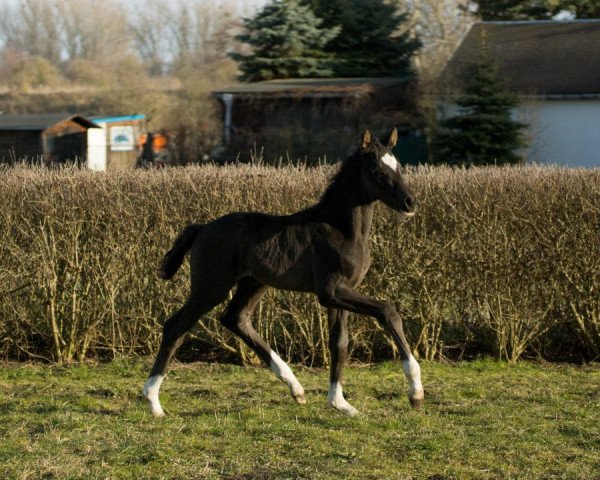 horse Dante Weltino x Wind Dancer (Oldenburg, 2013, from Dante Weltino Old)