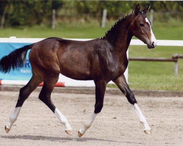 broodmare Sexy Back (Oldenburg, 2007, from Sancisco)