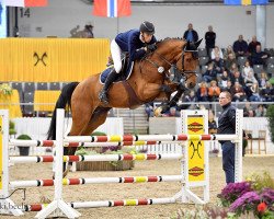 stallion Chilano Blue (Hanoverian, 2014, from Chaccos' Son)