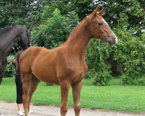 broodmare Suzie Q (Oldenburg, 2009, from Status Quo)