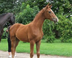 broodmare Suzie Q (Oldenburg, 2009, from Status Quo)