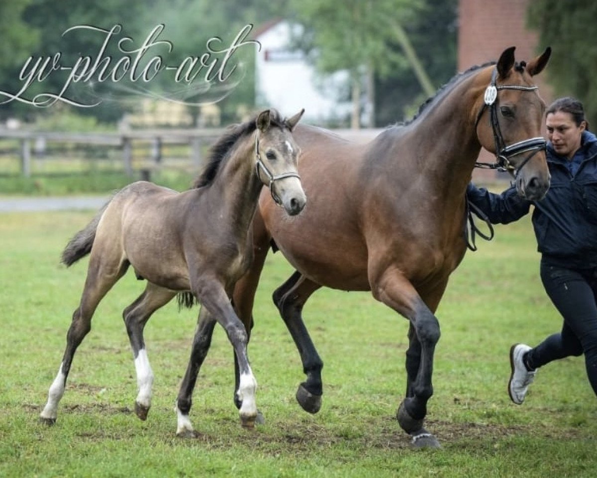 horse SwooDoo MK (German Riding Pony, 2018, from Spring Star's Spirit)