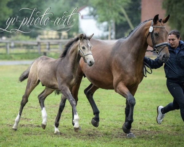 horse SwooDoo MK (German Riding Pony, 2018, from Spring Star's Spirit)