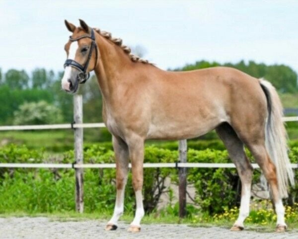 dressage horse Blackmoor´s Nicky (New Forest Pony, 2018, from Spoekedammetje's Nick)