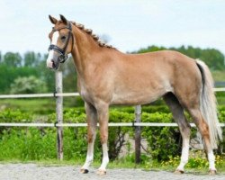 dressage horse Blackmoor´s Nicky (New Forest Pony, 2018, from Spoekedammetje's Nick)