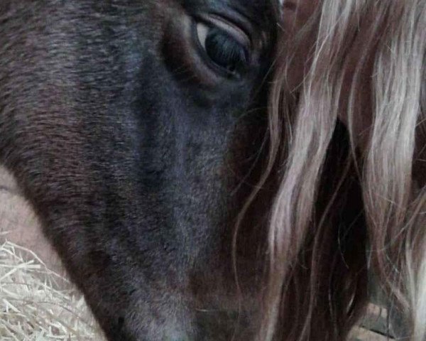horse Odin (Trakehner, 2018, from Summertime)