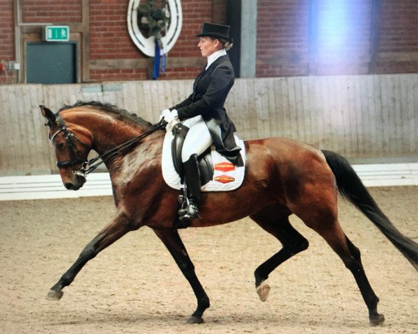 broodmare Sinfonie 169 (Rhinelander, 2007, from Sir Donnerhall I)