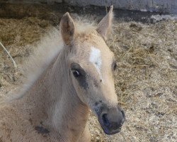 Pferd Dating Jaimie (Deutsches Reitpony, 2018, von Dating AT NRW)