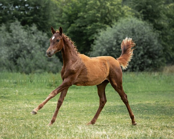 horse Queen Raissa (German Warmblood, 2018, from Quaterback)