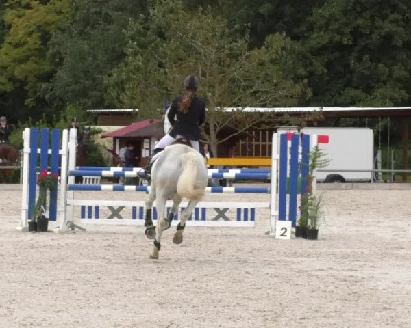 Reitturnier Öpfingen 2017