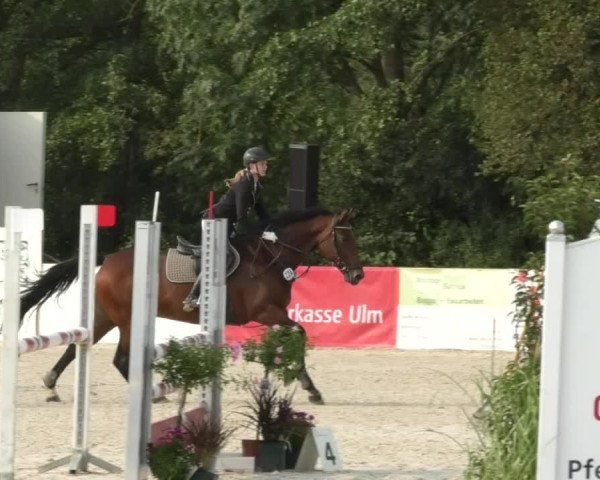 Reitturnier Öpfingen 2017
