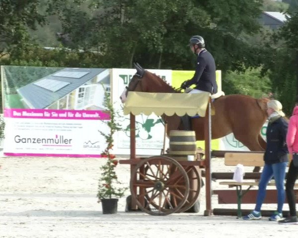 Reitturnier Öpfingen 2017