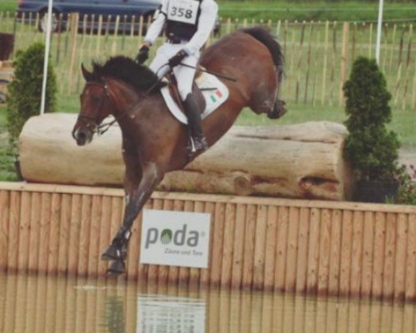 jumper Porche Renkum (Irish Sport Horse, 2005, from Porsch)