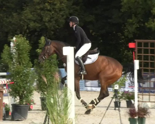 Reitturnier Öpfingen 2017