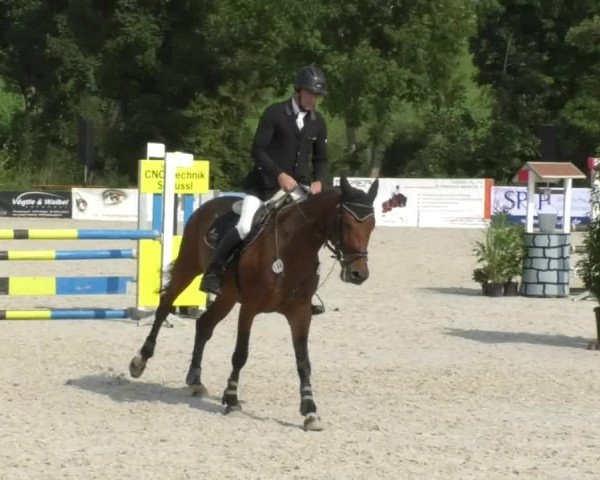 Reitturnier Öpfingen 2017