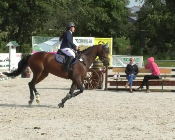 Reitturnier Öpfingen 2017