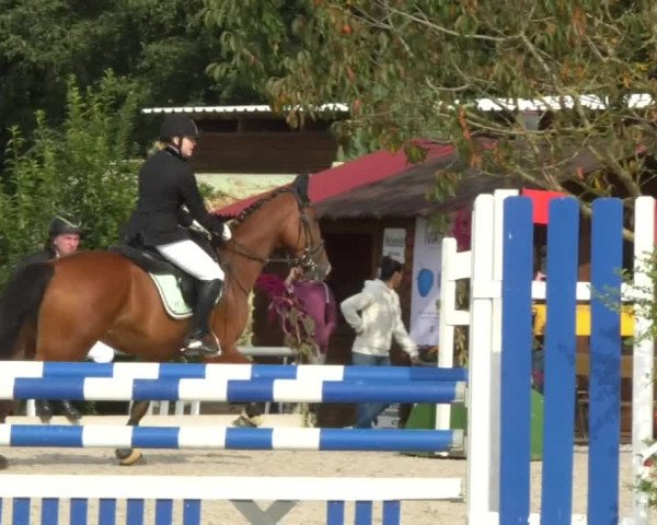Reitturnier Öpfingen 2017