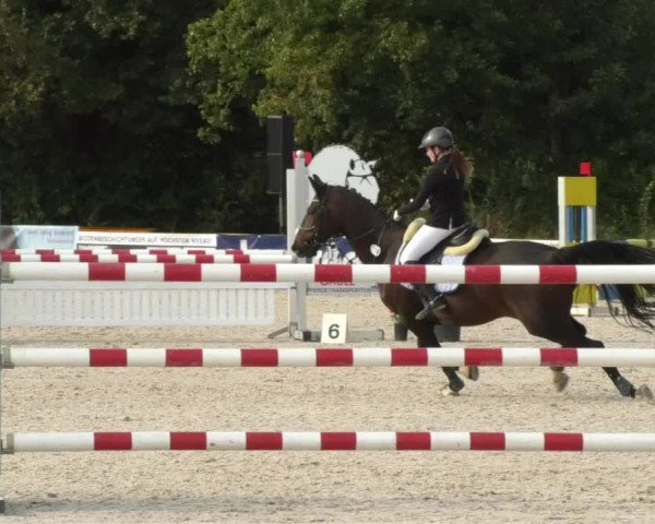 Reitturnier Öpfingen 2017
