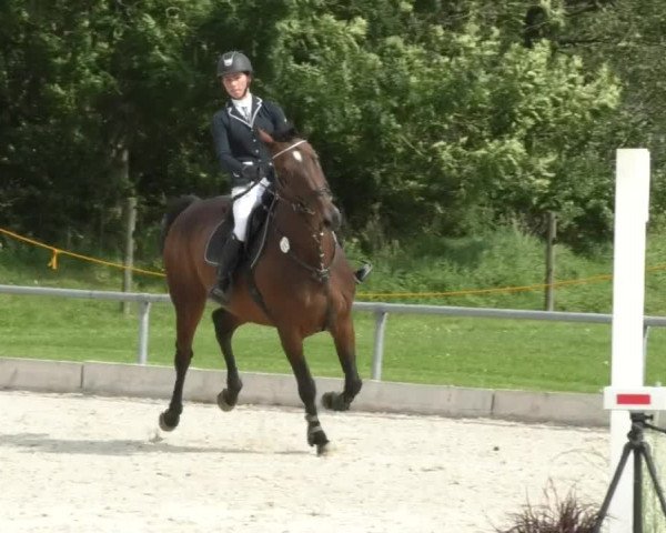 Reitturnier Öpfingen 2017