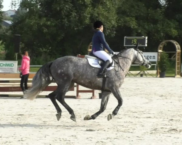 Reitturnier Öpfingen 2017