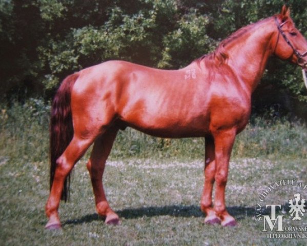 Deckhengst Przedswit Klam (Tschechisches Warmblut, 1986, von Przedswit Horymir) Deckhengst Przedswit Klam (Tschechisches Warmblut, 1986, von Przedswit Horymir)
