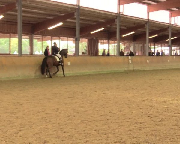 Reitturnier Appelhülsen 2017