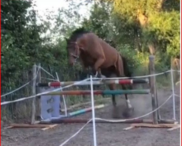 broodmare Abigal´s last Girl (German Warmblood, 2015, from Carlo)