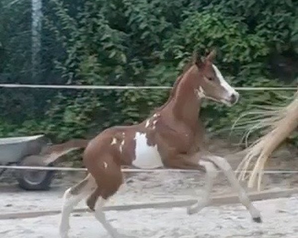 horse Matisse (Trakehner, 2018, from Marseille 6)