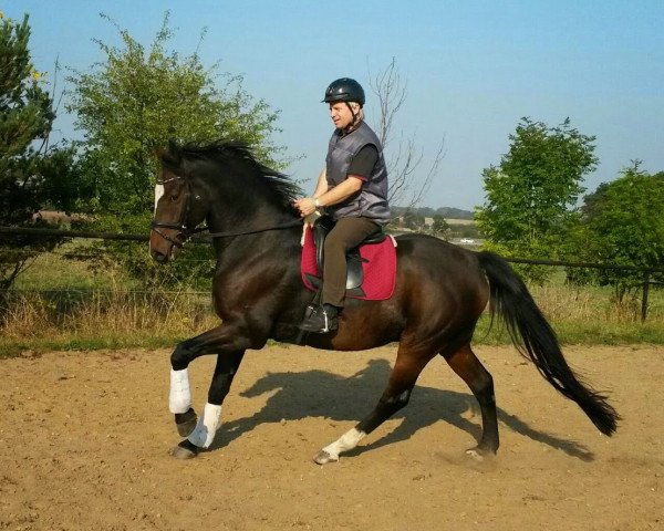 Dressurpferd Maximuss (Holsteiner, 2004, von Marido)