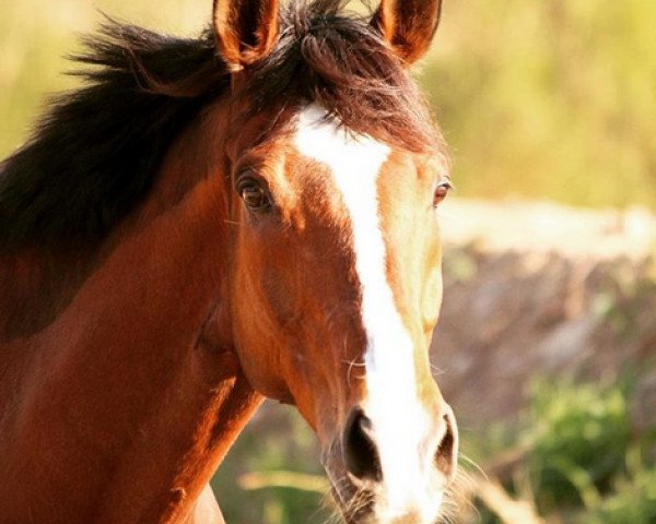 dressage horse Harro The Hero xx (Thoroughbred, 2003, from Oscar xx)