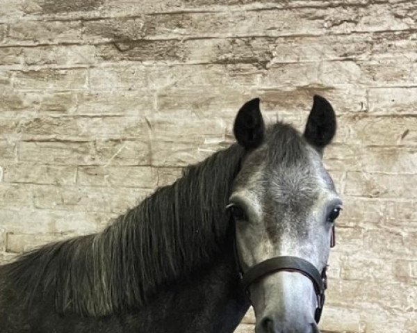 broodmare Comm´s Forest Laurier (New Forest Pony, 2016, from Casandro van de Stompslag) broodmare Comm´s Forest Laurier (New Forest Pony, 2016, from Casandro van de Stompslag)